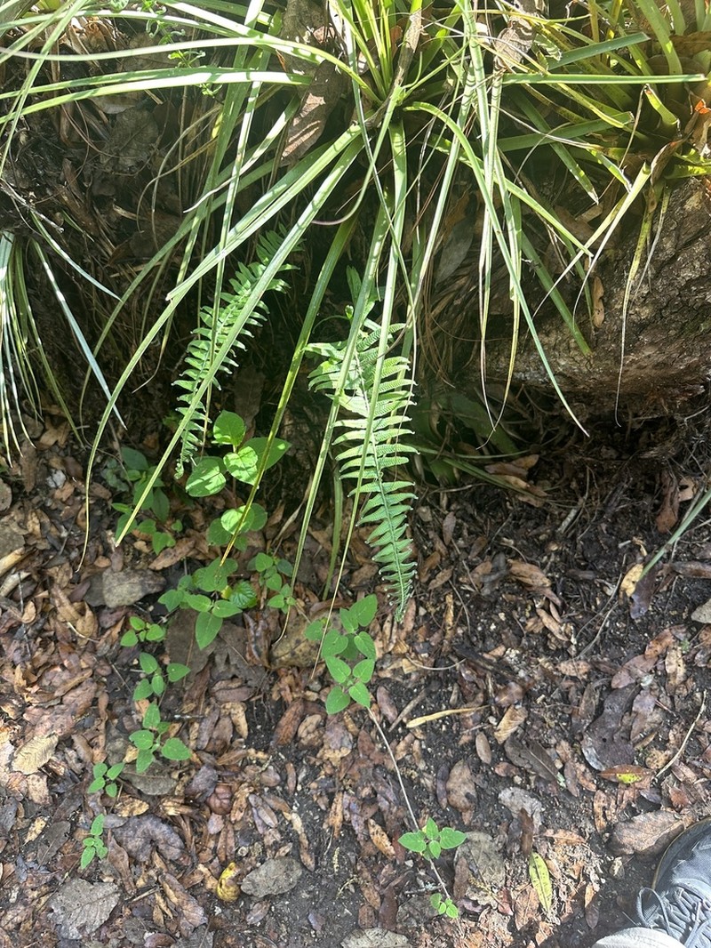 Polypodium christensenii photo 2