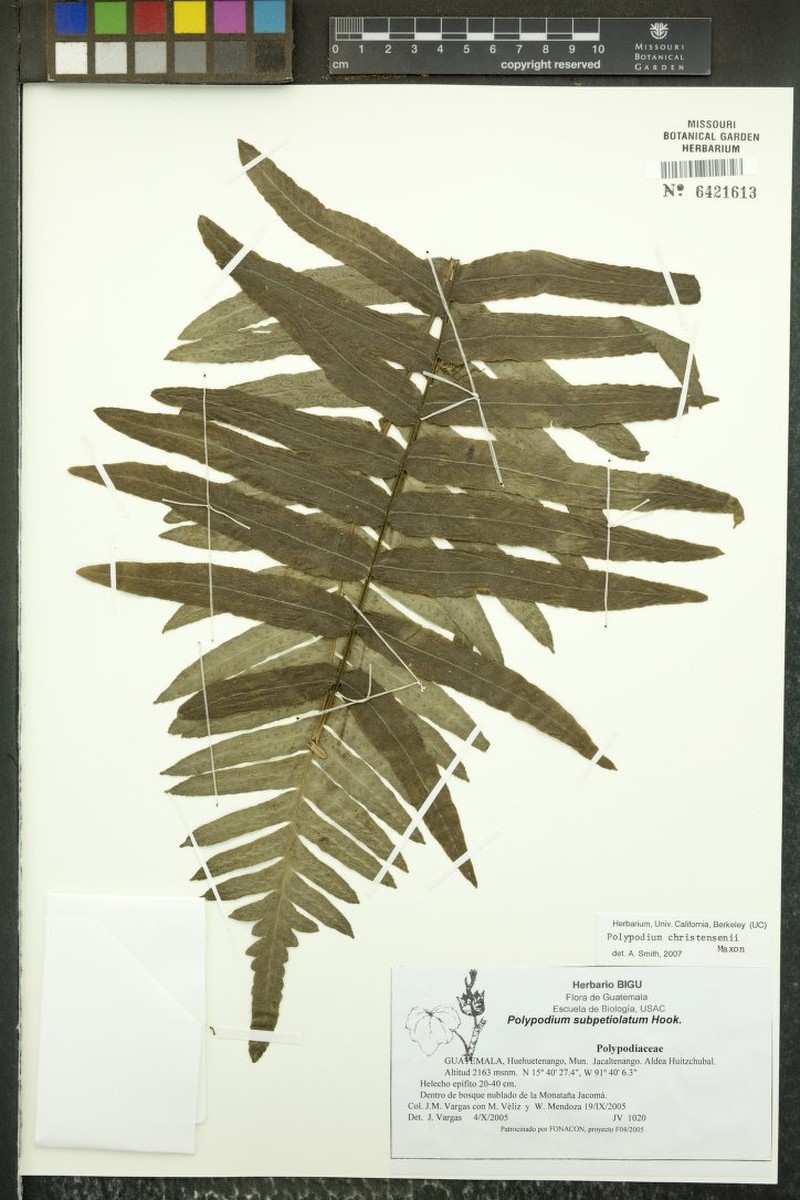 Polypodium christensenii photo 3