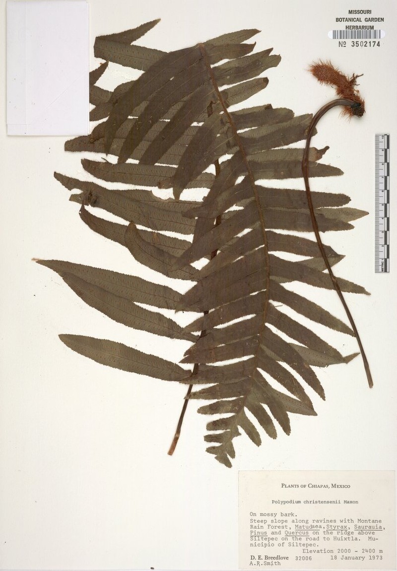 Polypodium christensenii photo 4