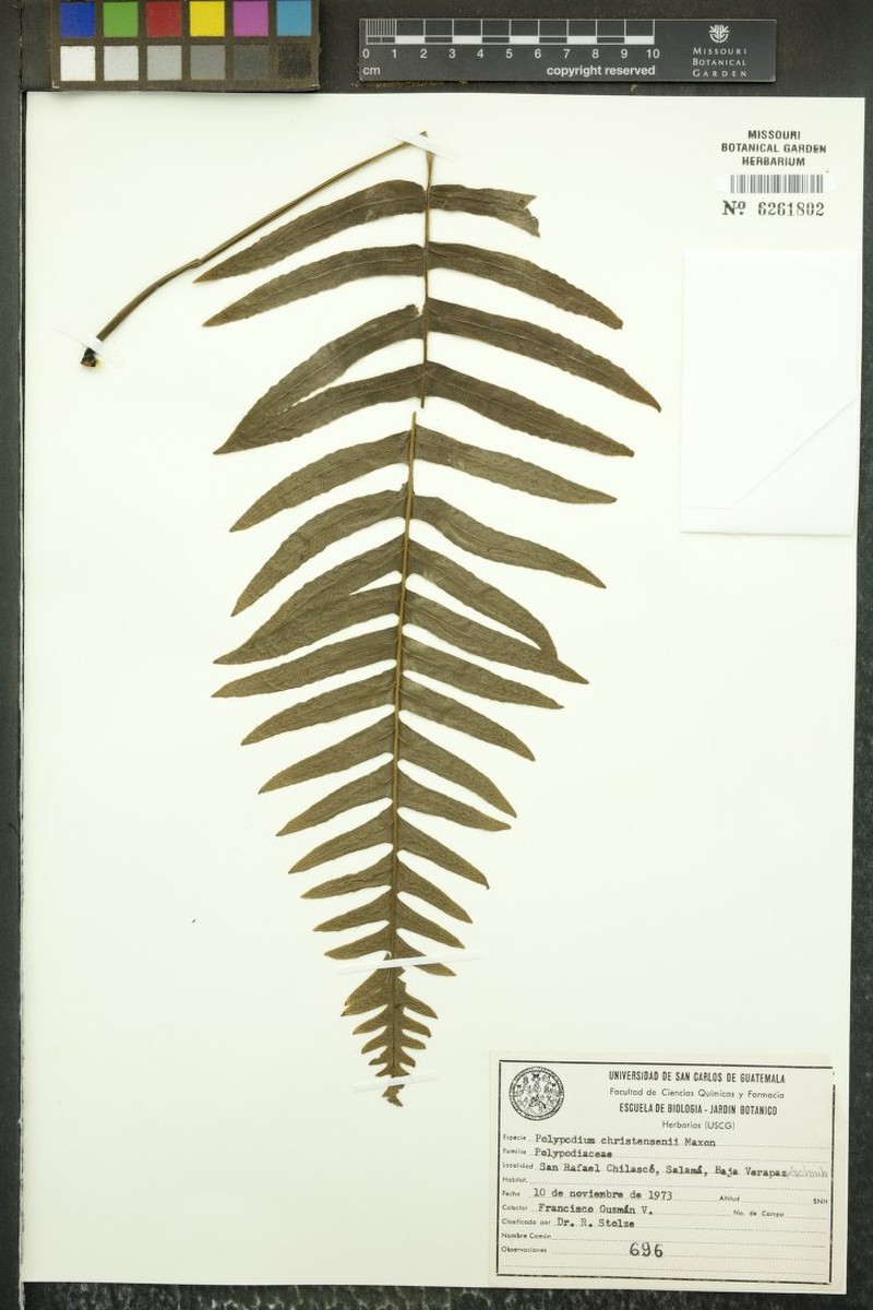 Polypodium christensenii photo 5