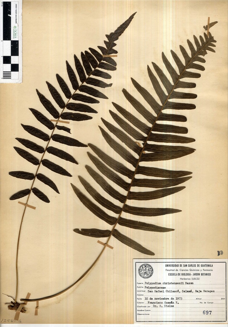 Polypodium christensenii photo 6