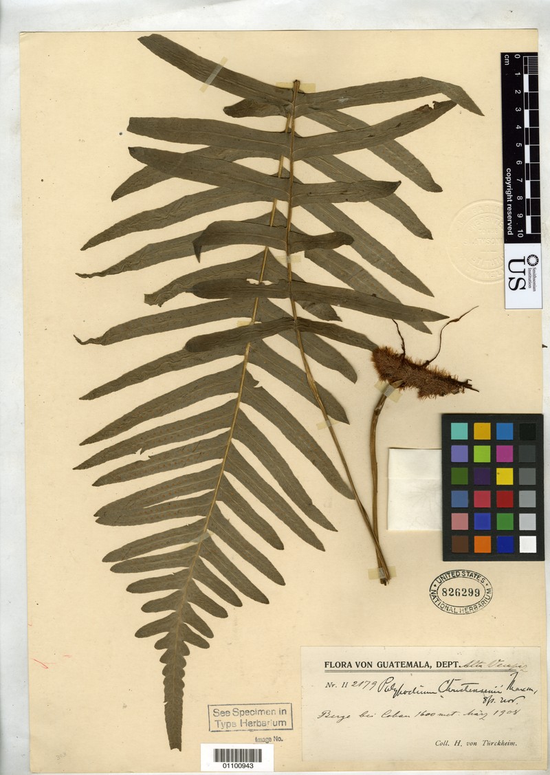 Polypodium christensenii