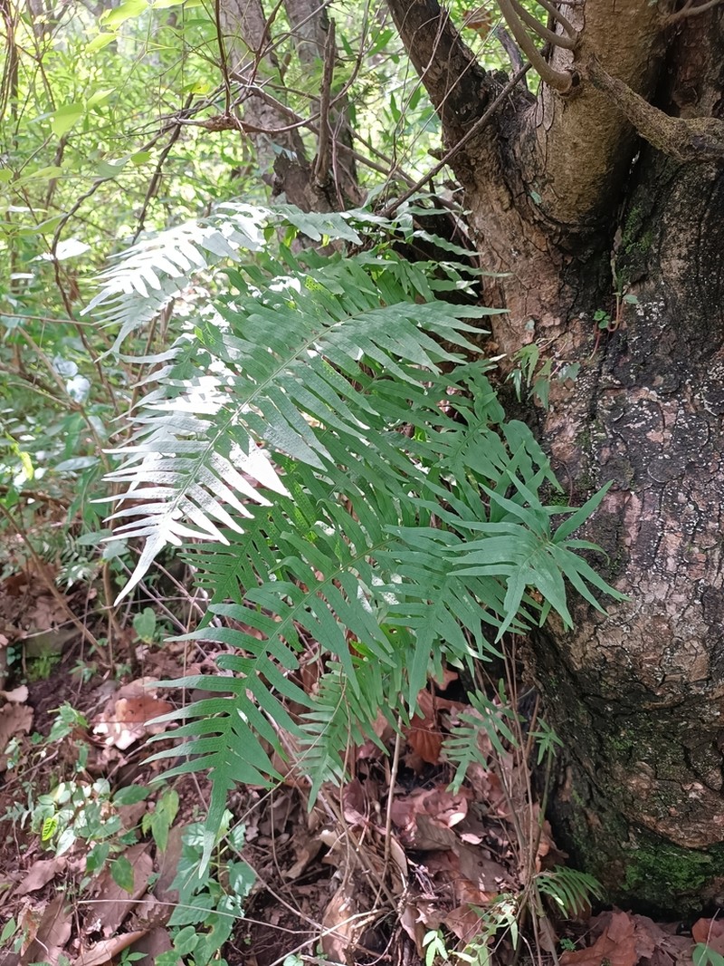 Polypodium colpodes