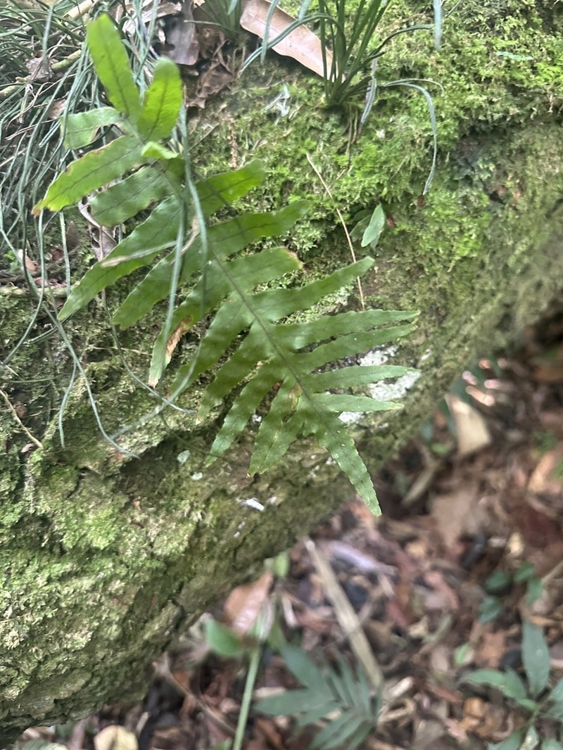 Polypodium colpodes photo 3