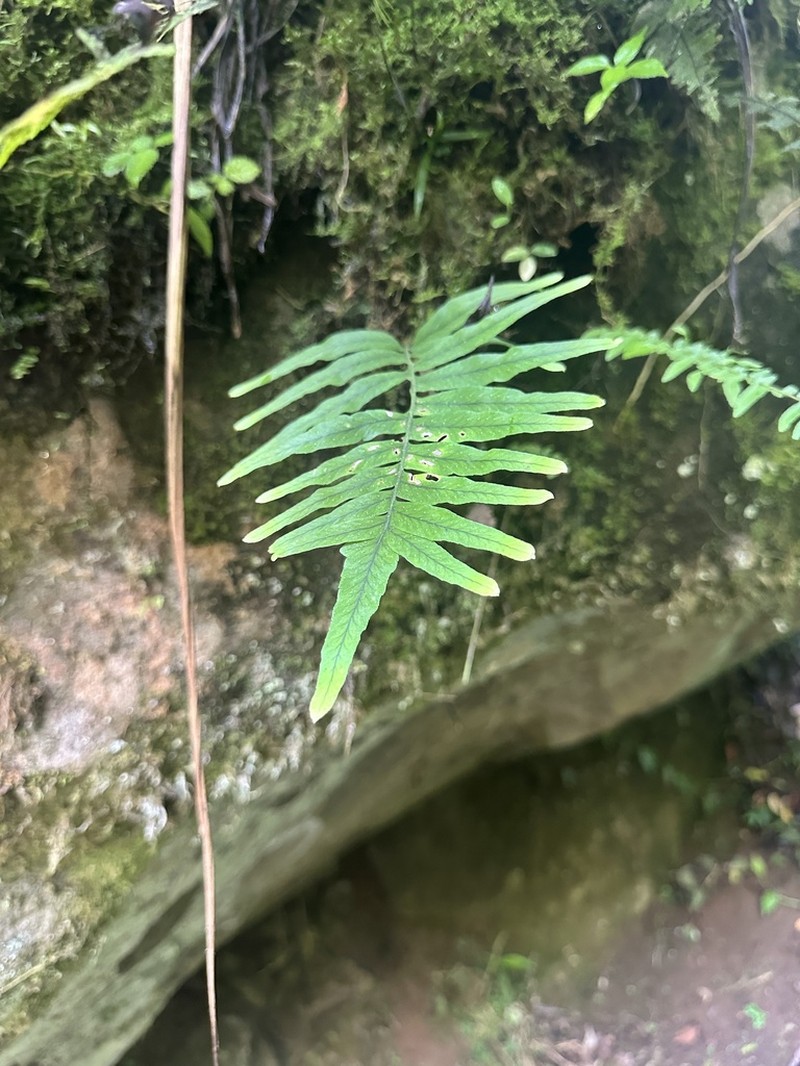 Polypodium colpodes photo 4