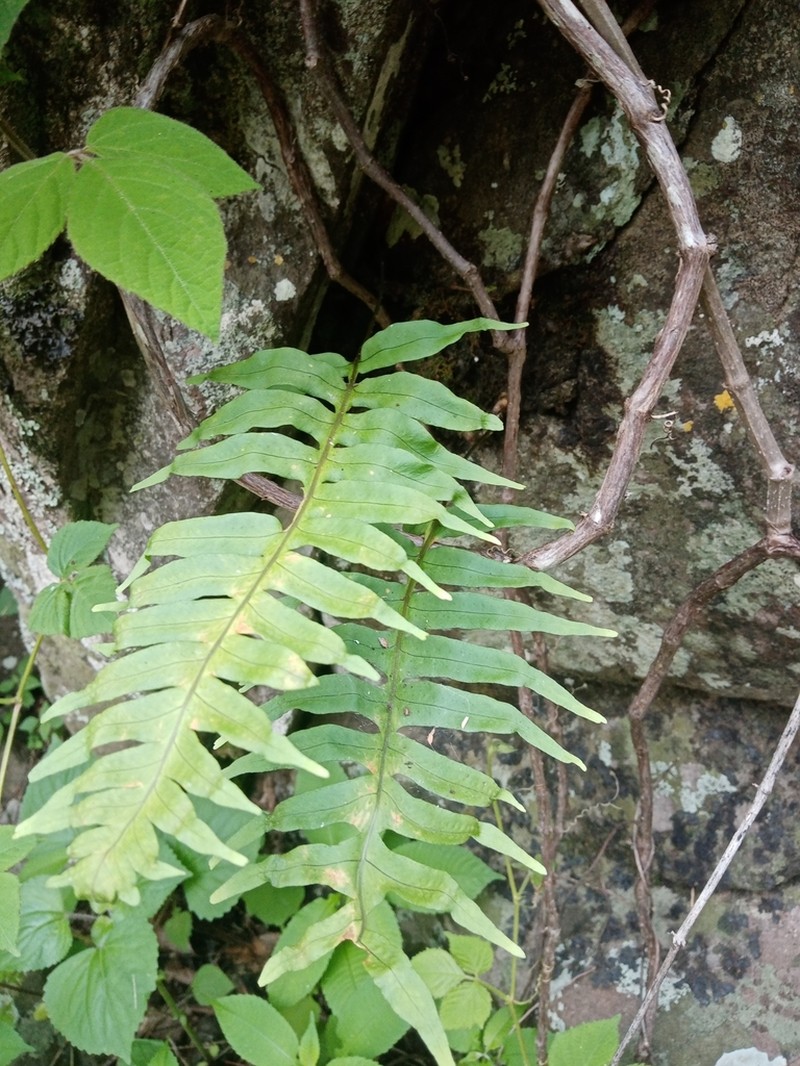 Polypodium colpodes photo 5