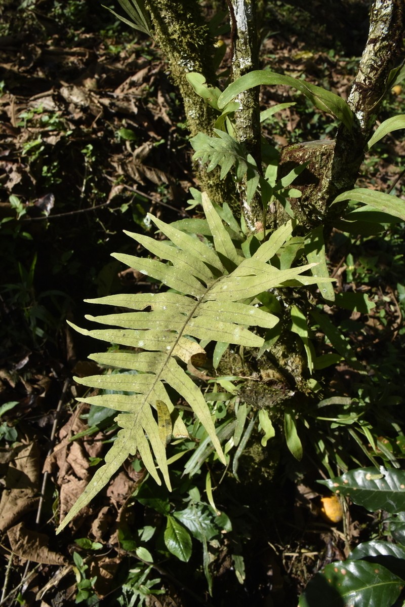 Polypodium colpodes photo 6