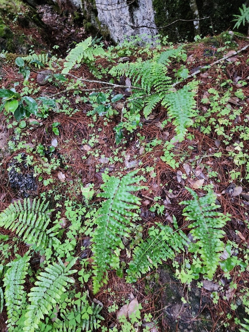 Polypodium colpodes photo 7