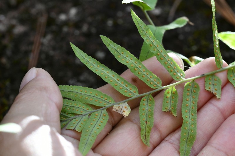 Polypodium colpodes photo 8