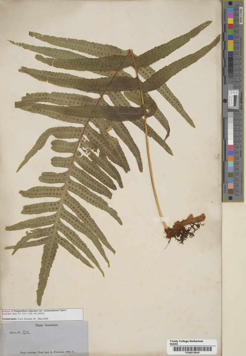 Polypodium colpodes var. venezuelense