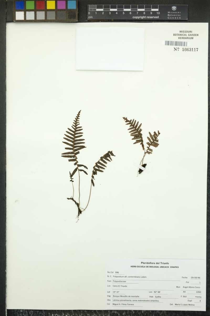Polypodium conterminans