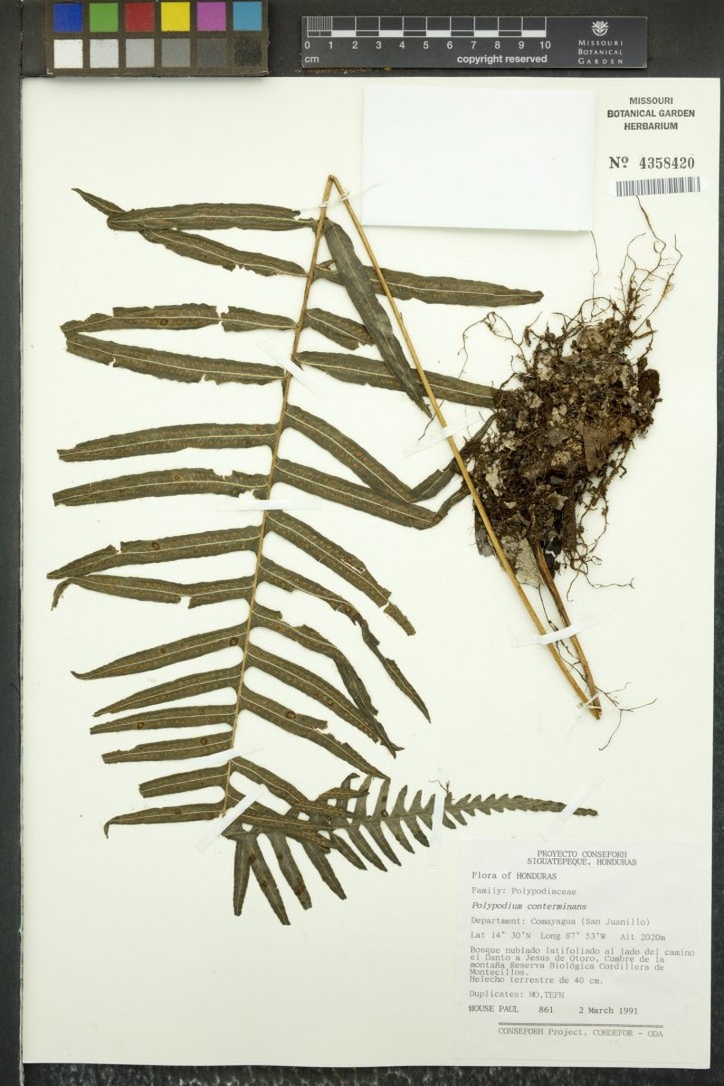Polypodium conterminans photo 2