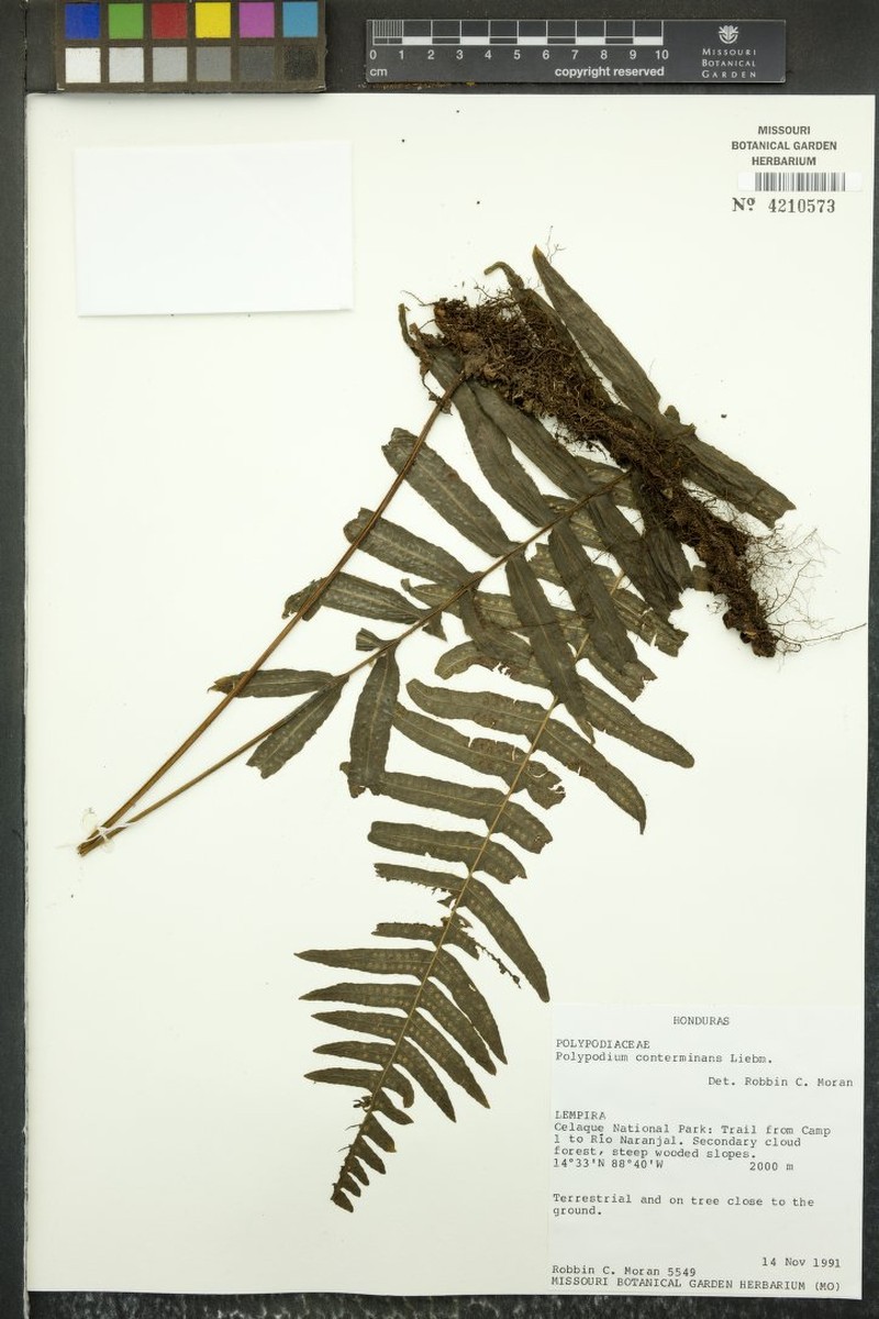 Polypodium conterminans photo 3