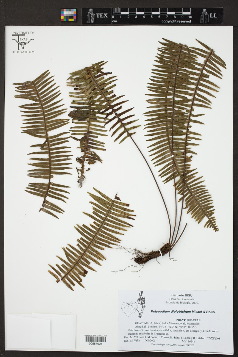Polypodium diplotrichum