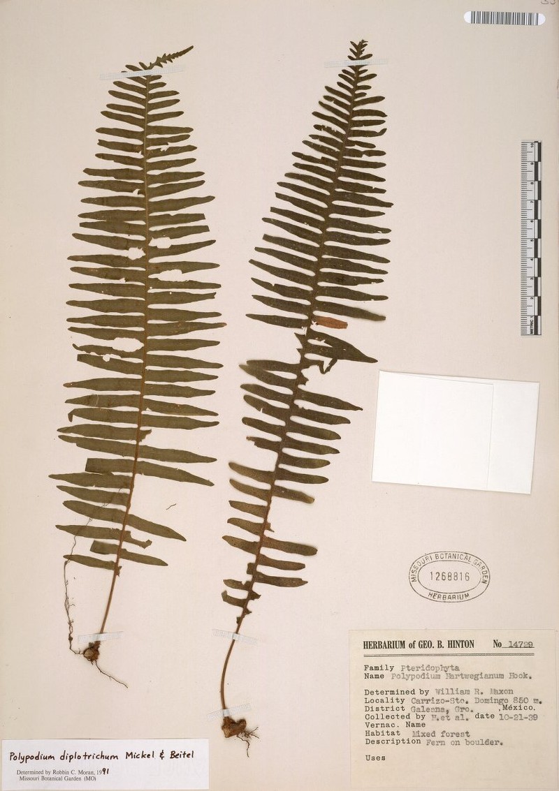 Polypodium diplotrichum photo 2