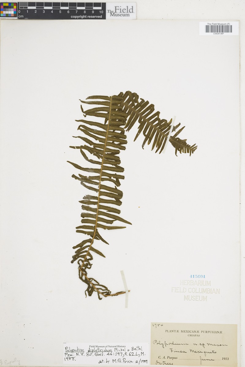 Polypodium diplotrichum photo 3