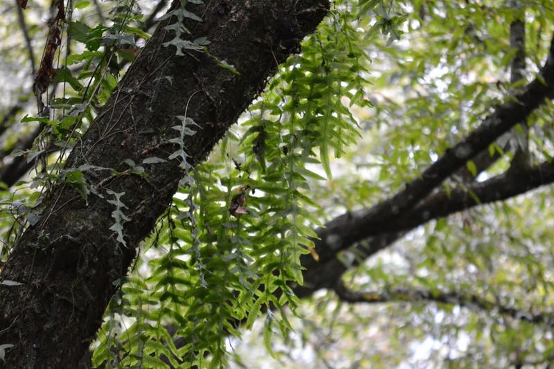 Polypodium eatonii
