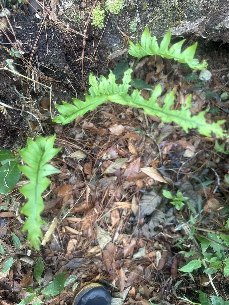 Polypodium eatonii photo 2