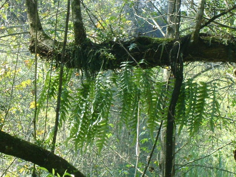 Polypodium eatonii photo 3