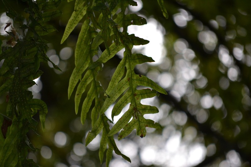 Polypodium eatonii photo 4