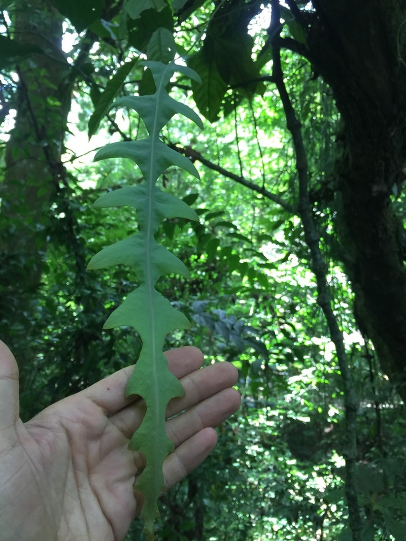 Polypodium eatonii photo 5