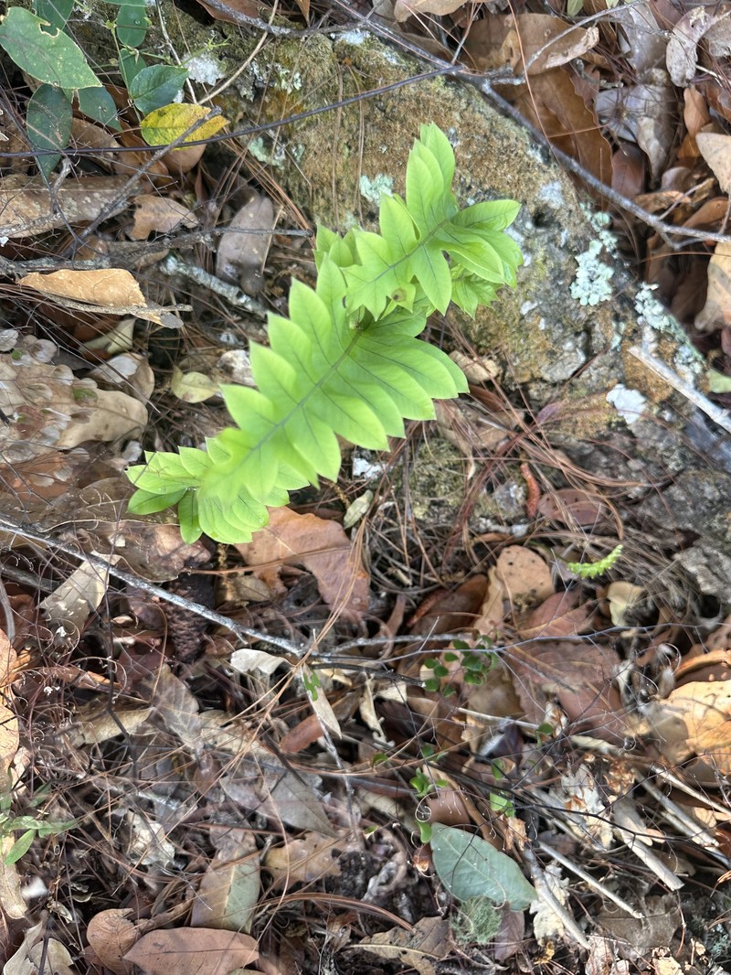 Polypodium eatonii photo 7