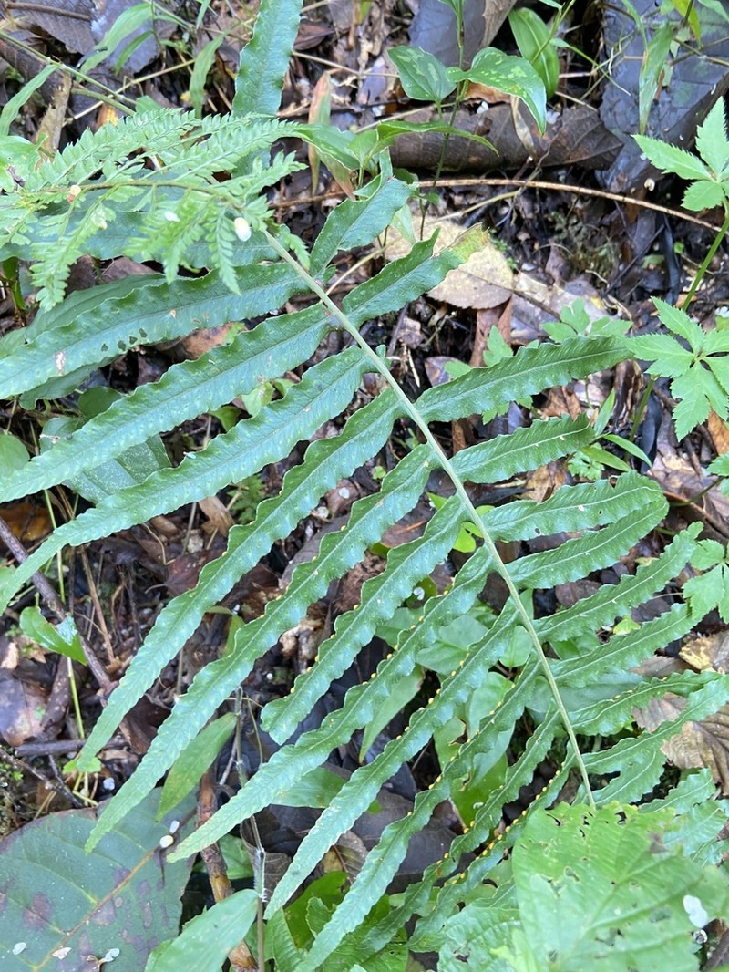 Polypodium echinolepis