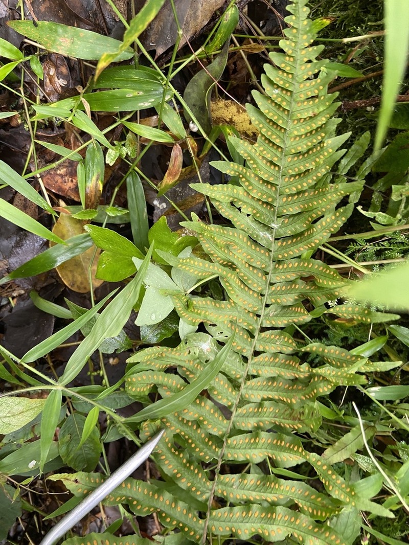 Polypodium echinolepis photo 2