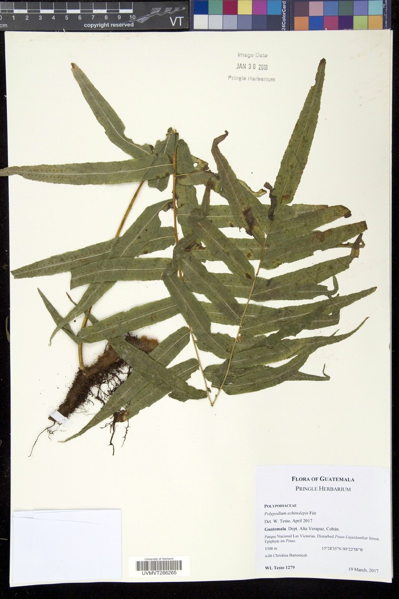 Polypodium echinolepis photo 3