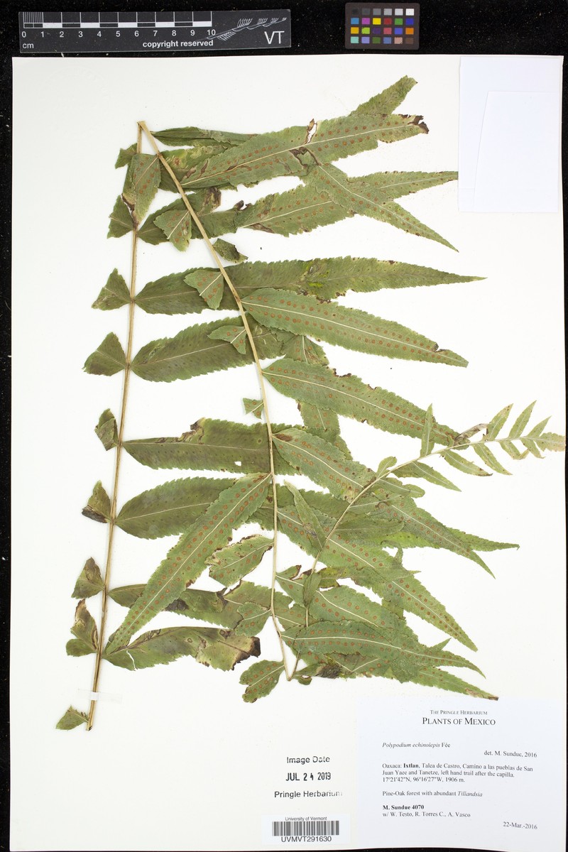 Polypodium echinolepis photo 4