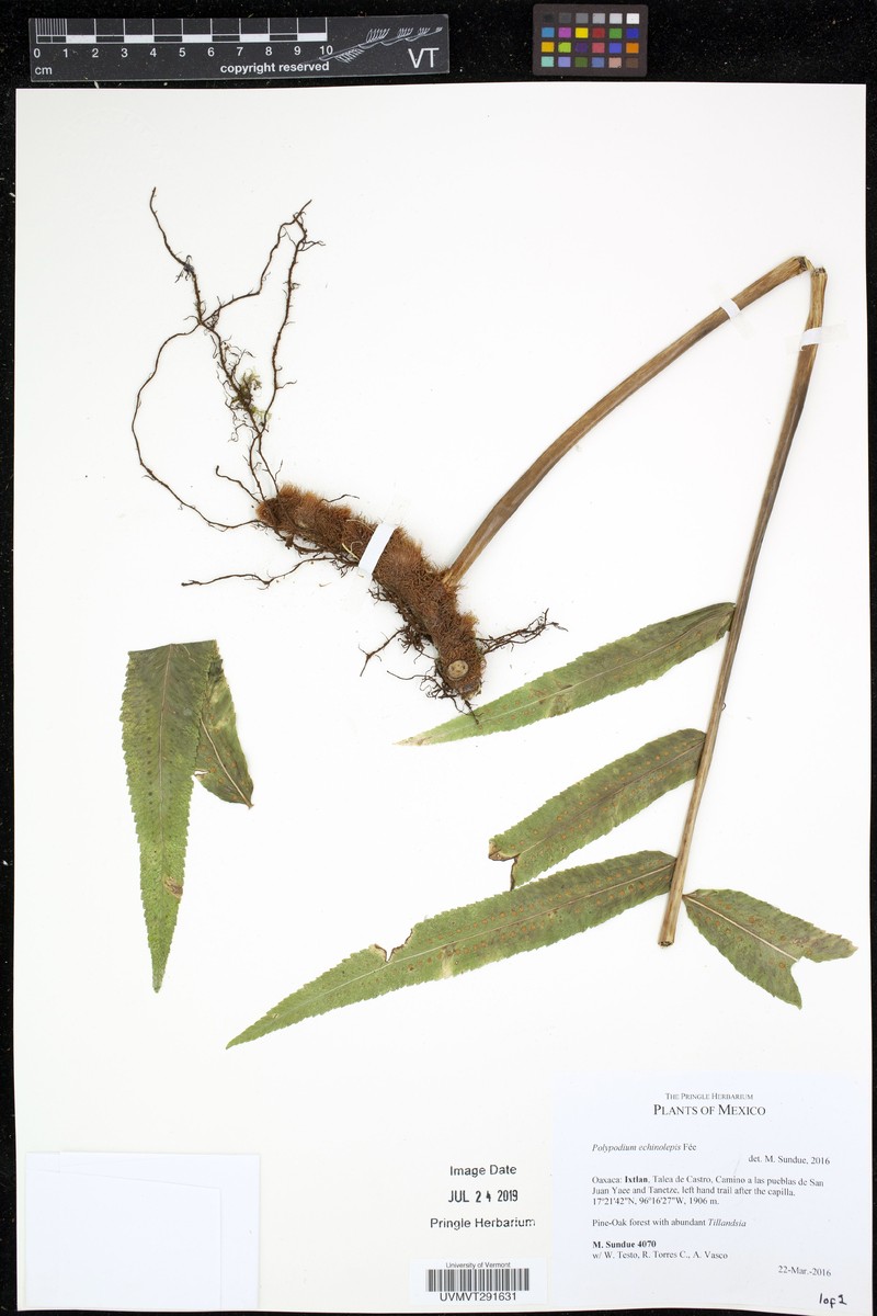 Polypodium echinolepis photo 5