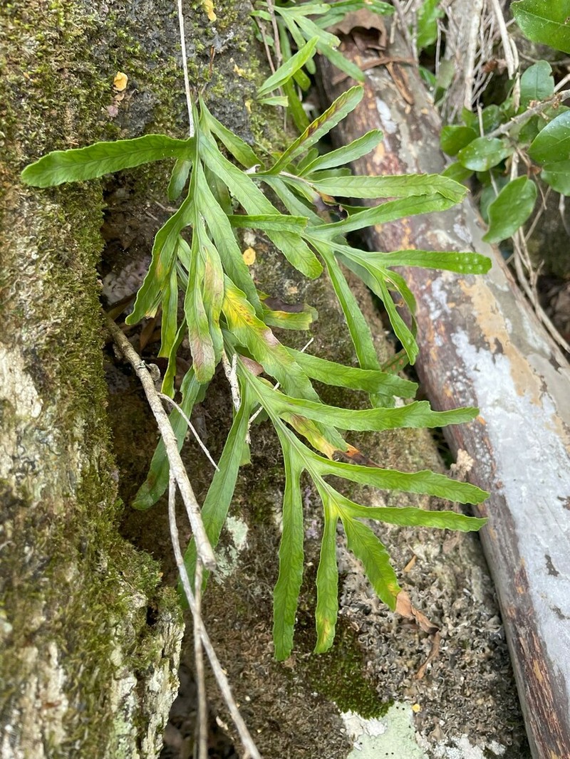 Polypodium ensiforme