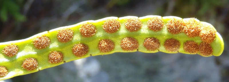 Polypodium ensiforme photo 2