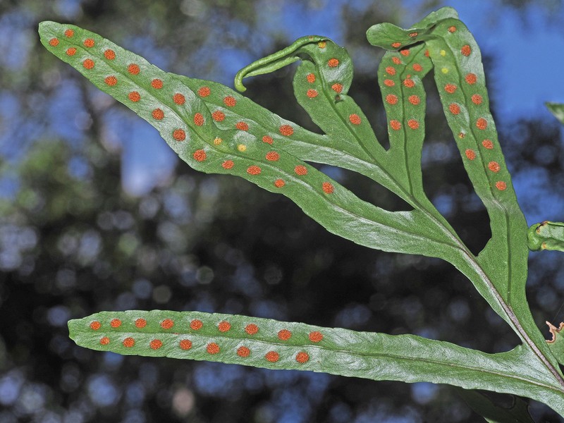 Polypodium ensiforme photo 3