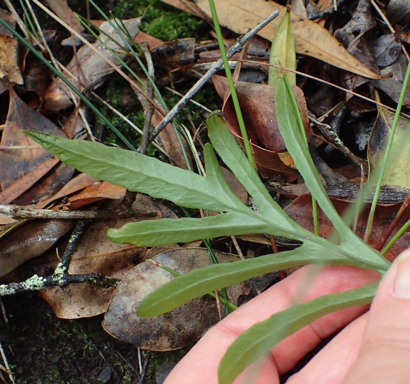 Polypodium ensiforme photo 5