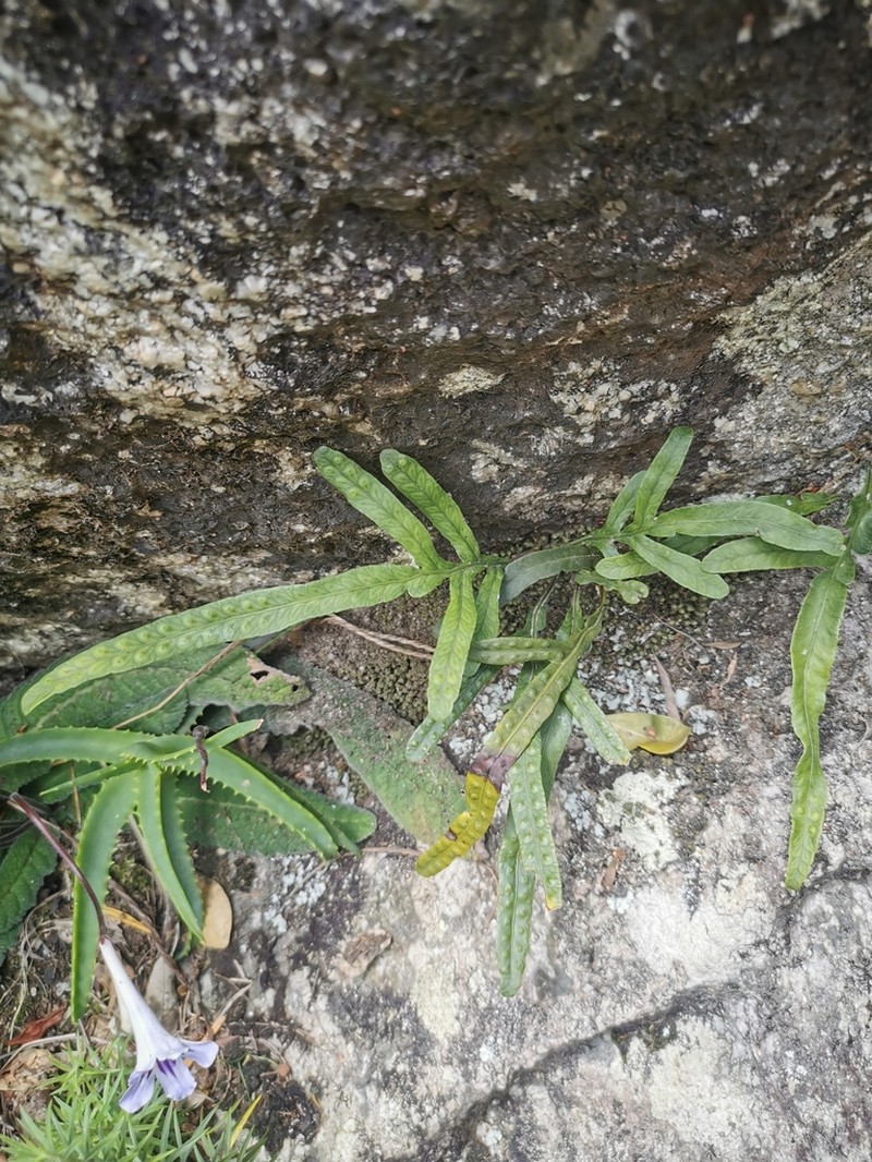Polypodium ensiforme photo 6