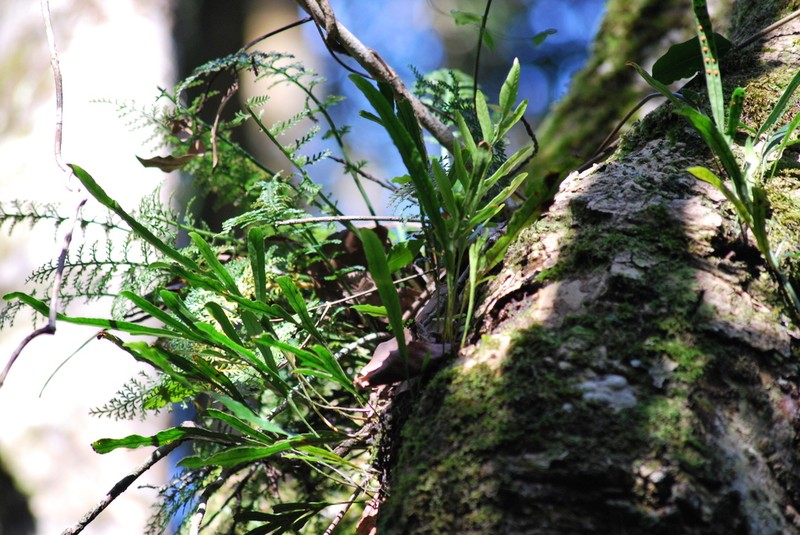 Polypodium ensiforme photo 7