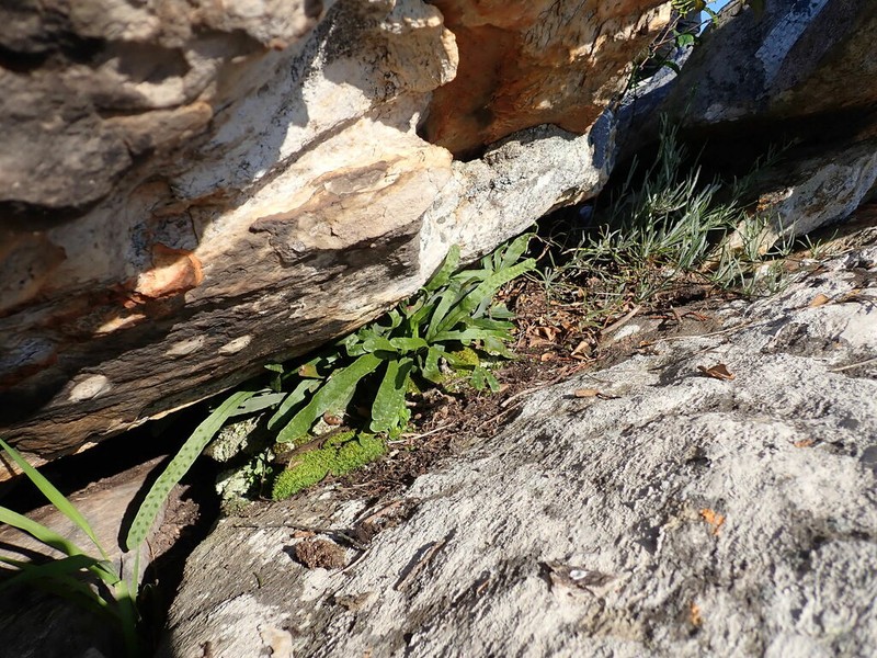 Polypodium ensiforme photo 8