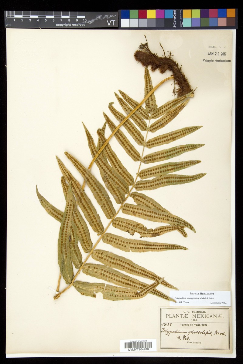 Polypodium eperopeutes