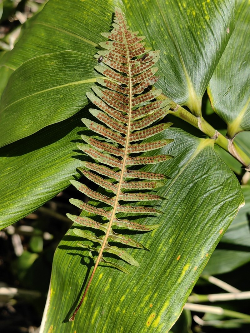 Polypodium fauriei