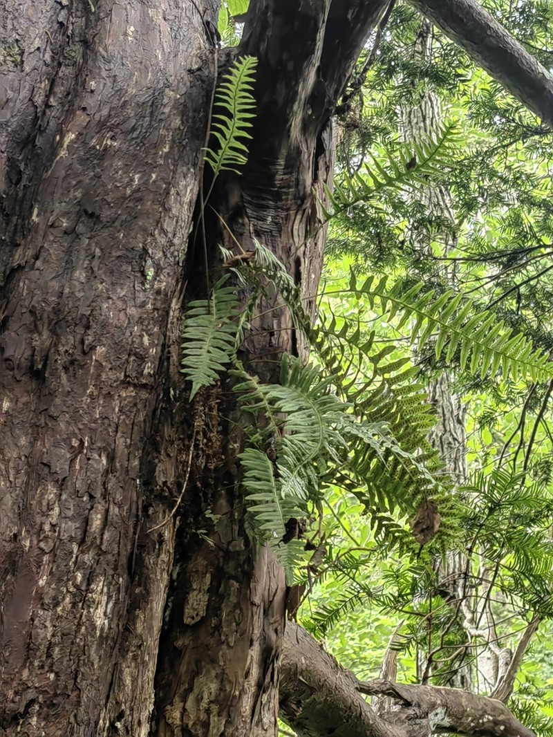 Polypodium fauriei photo 2