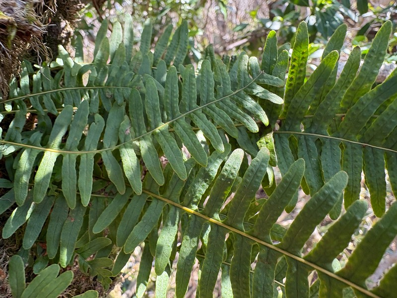 Polypodium fauriei photo 3