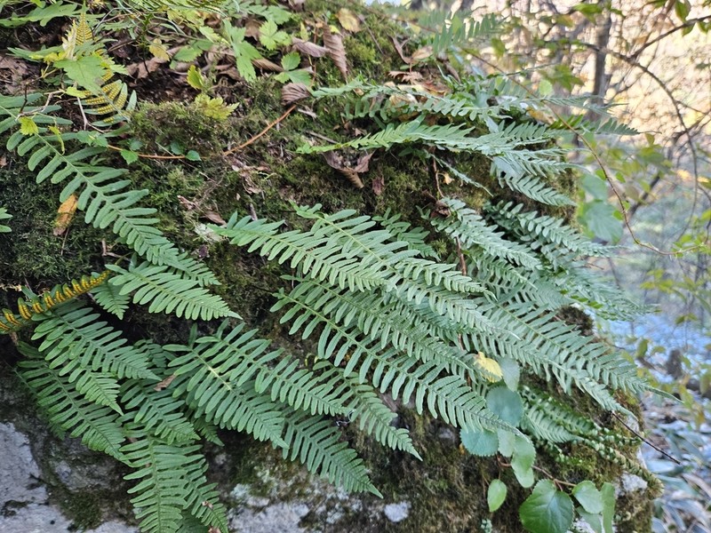 Polypodium fauriei photo 4