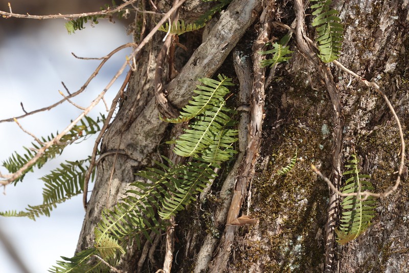 Polypodium fauriei photo 5
