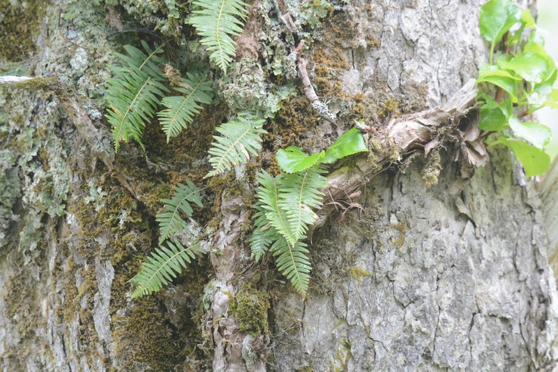Polypodium fauriei photo 6