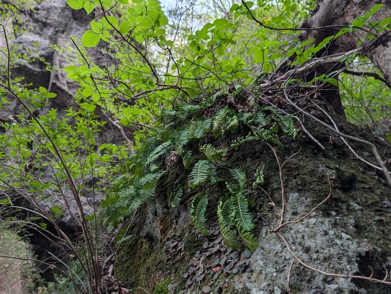 Polypodium fauriei photo 7
