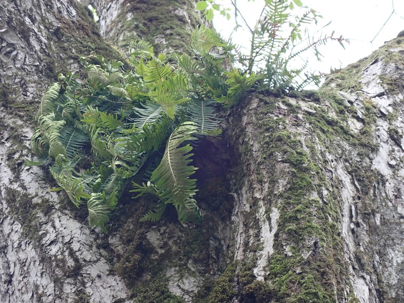 Polypodium fauriei photo 8