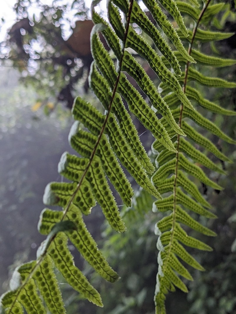 Polypodium fissidens