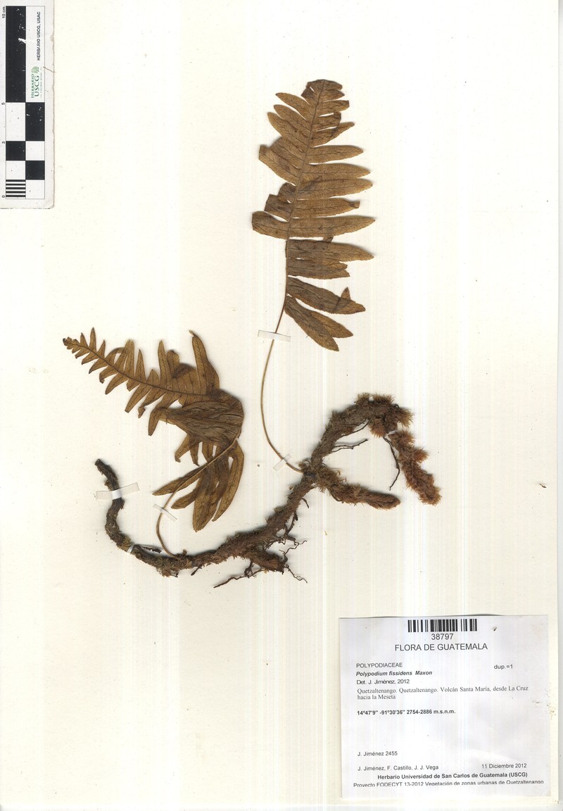 Polypodium fissidens photo 2