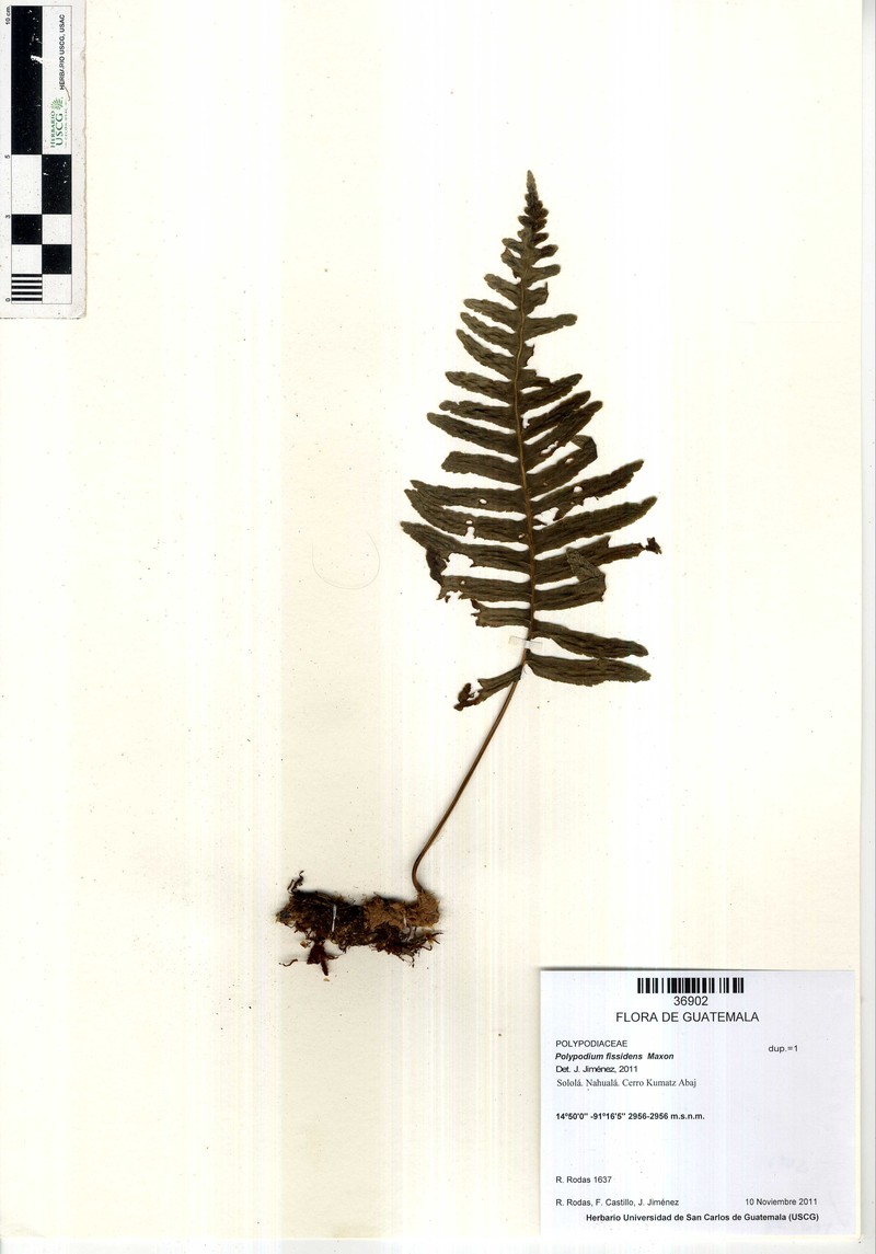 Polypodium fissidens photo 3
